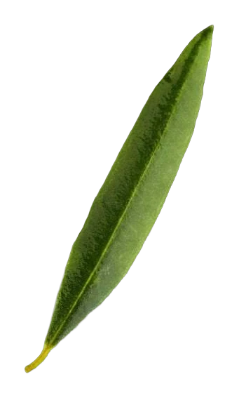Squalane végétal